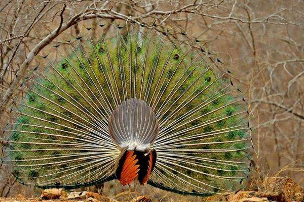 孔雀能飛嗎 孔雀能飛多遠