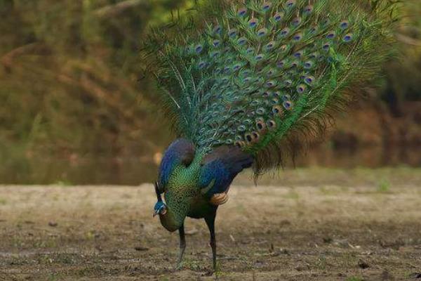 綠孔雀市場價格多少錢一只 綠孔雀特點及簡介