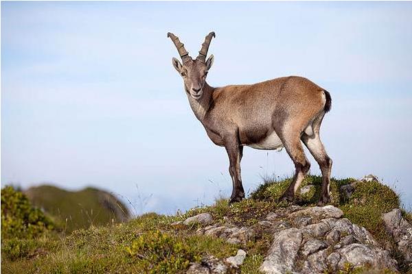 野山羊市場價格多少錢一斤 野山羊是保護動物嗎