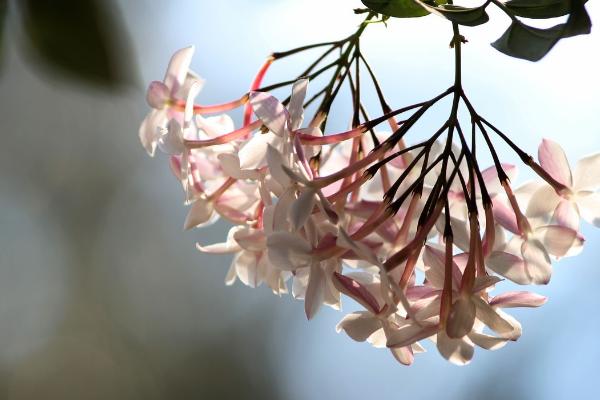 狗牙花的功效與作用及禁忌 狗牙花藥用價值