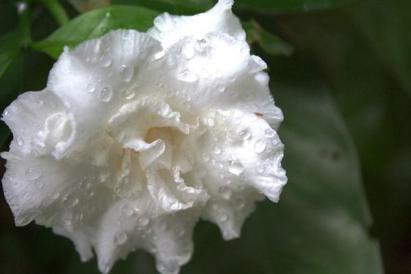 狗牙花的功效與作用及禁忌 狗牙花藥用價值