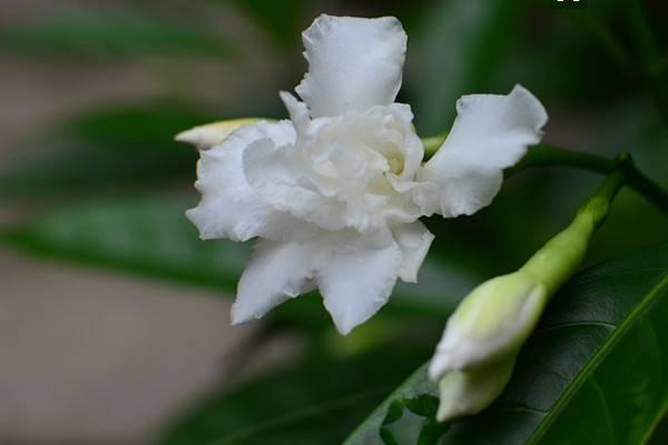 狗牙花的功效與作用及禁忌 狗牙花藥用價值