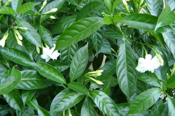 狗牙花的功效與作用及禁忌 狗牙花藥用價值