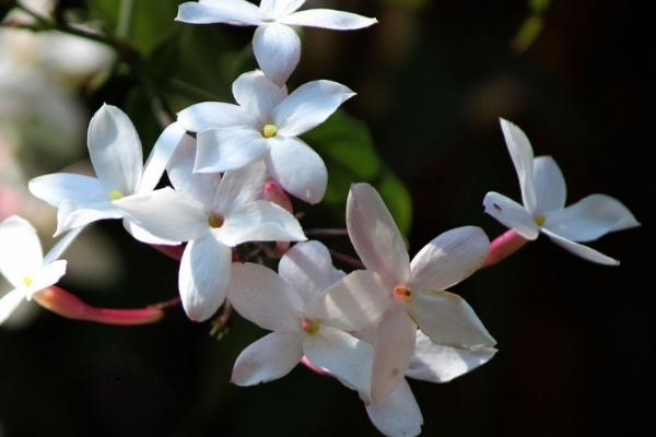 狗牙花的功效與作用及禁忌 狗牙花藥用價值