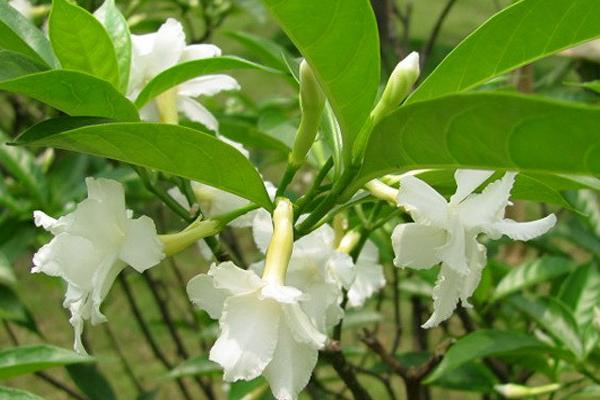 狗牙花的功效與作用及禁忌 狗牙花藥用價值