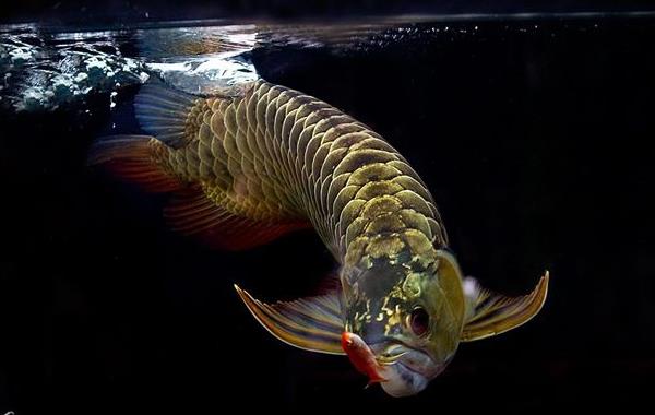 龍魚(yú)市場(chǎng)價(jià)格多少錢一條 龍魚(yú)為什么那么貴