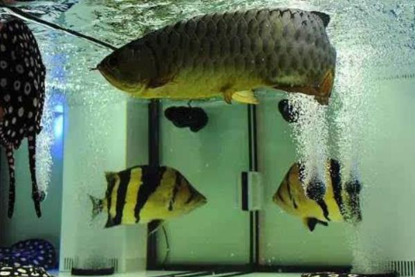 龍魚配什么魚最上檔次 龍魚和什么魚混養(yǎng)最好