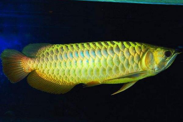 龍魚配什么魚最上檔次 龍魚和什么魚混養(yǎng)最好