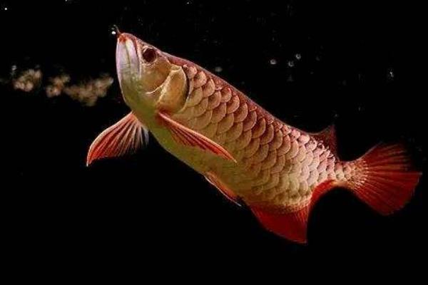 龍魚配什么魚最上檔次 龍魚和什么魚混養(yǎng)最好