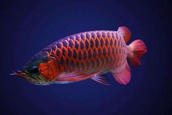 龍魚配什么魚最上檔次 龍魚和什么魚混養(yǎng)最好