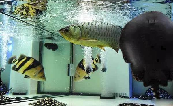 龍魚配什么魚最上檔次 龍魚和什么魚混養(yǎng)最好