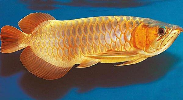 龍魚配什么魚最上檔次 龍魚和什么魚混養(yǎng)最好