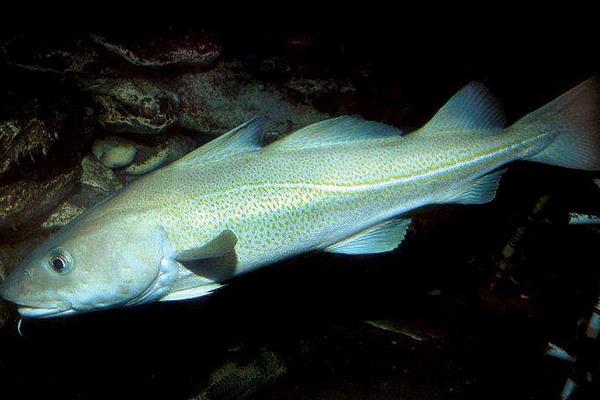 鱈魚市場價格多少錢一斤 鱈魚怎么挑選