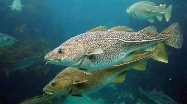 鱈魚怎么做給寶寶吃 寶寶吃鱈魚還是銀鱈魚