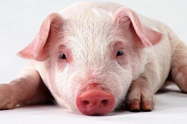 仔豬后腿站不起來怎么辦 仔豬鏈球菌用什么藥