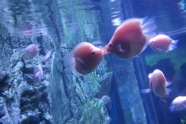 接吻魚怎么養(yǎng) 接吻魚和什么魚混養(yǎng)好