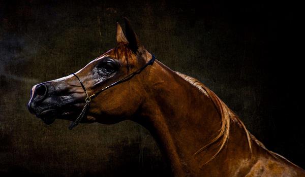 阿拉伯馬市場價格多少錢一匹 阿拉伯馬的特點