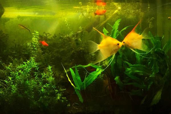 接吻魚怎么養 接吻魚和什么魚混養好