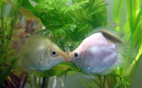 接吻魚怎么養 接吻魚和什么魚混養好