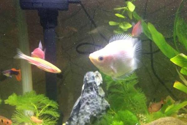 接吻魚怎么養 接吻魚和什么魚混養好