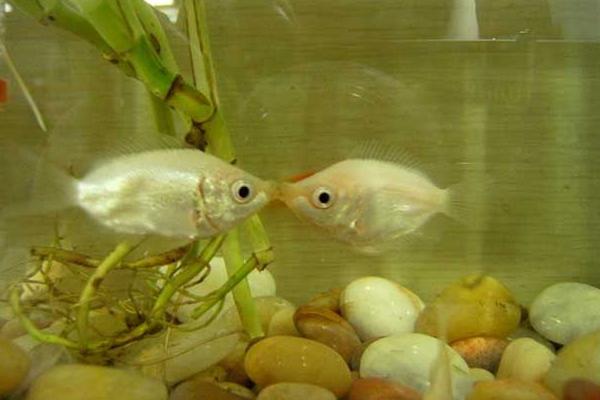 接吻魚怎么養 接吻魚和什么魚混養好