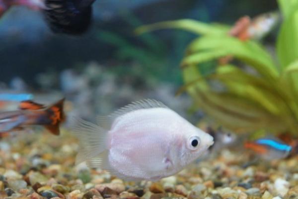 接吻魚怎么養 接吻魚和什么魚混養好