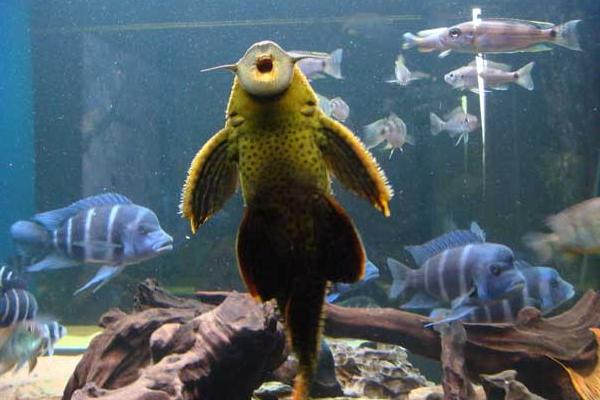 垃圾魚(yú)市場(chǎng)價(jià)格多少錢(qián)一條 垃圾魚(yú)怎么飼養(yǎng)好