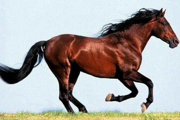 純血馬市場價格多少錢一匹 純血馬和汗血馬哪個好