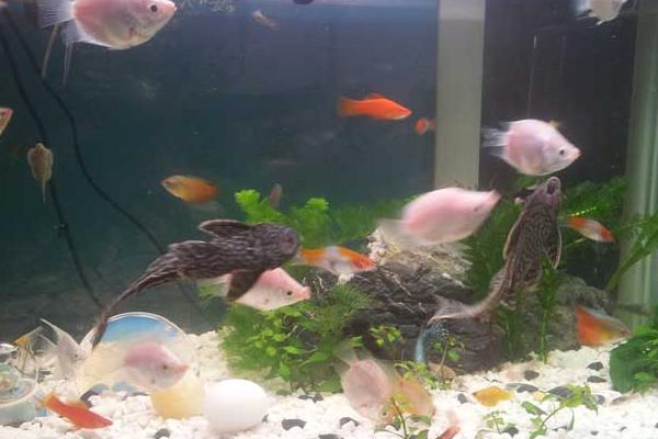 垃圾魚市場價格多少錢一條 垃圾魚怎么飼養好