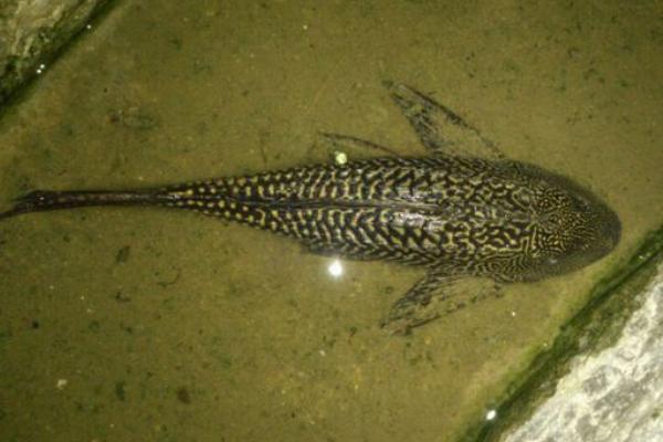 垃圾魚市場價格多少錢一條 垃圾魚怎么飼養好
