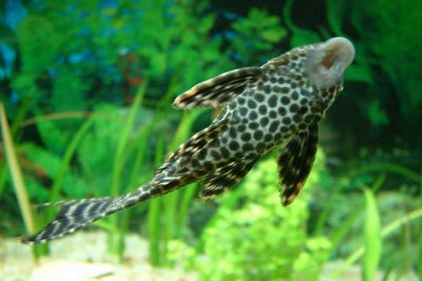 垃圾魚市場價格多少錢一條 垃圾魚怎么飼養好