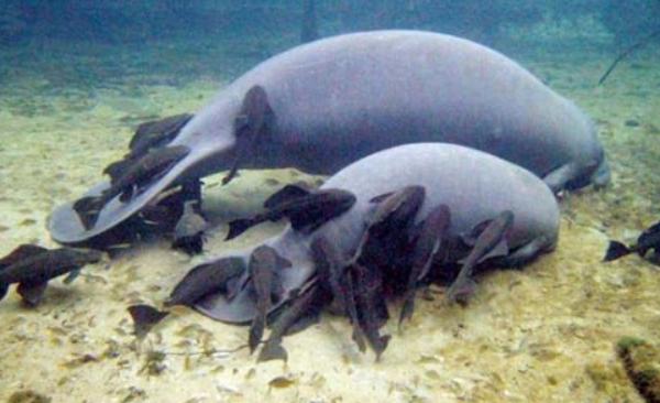 垃圾魚市場價格多少錢一條 垃圾魚怎么飼養好