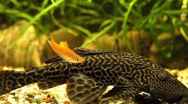 垃圾魚市場價格多少錢一條 垃圾魚怎么飼養好