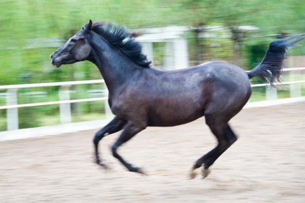 純血馬市場價格多少錢一匹 純血馬和汗血馬哪個好