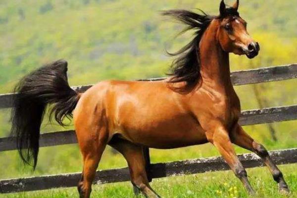 純血馬市場價格多少錢一匹 純血馬和汗血馬哪個好