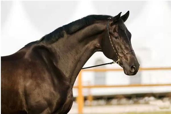 純血馬市場價格多少錢一匹 純血馬和汗血馬哪個好