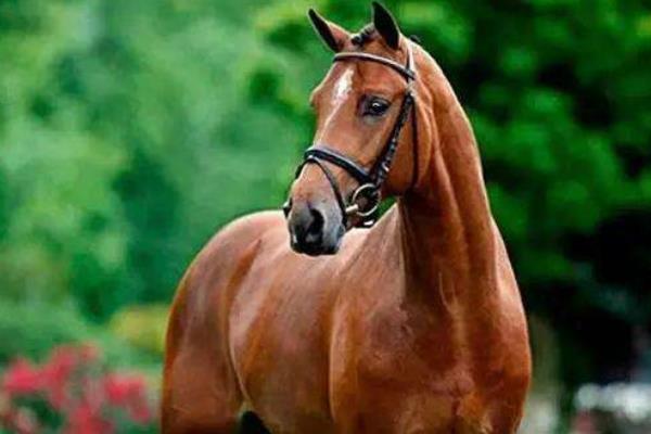 純血馬市場價格多少錢一匹 純血馬和汗血馬哪個好