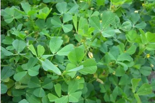 純血馬市場價格多少錢一匹 純血馬和汗血馬哪個好