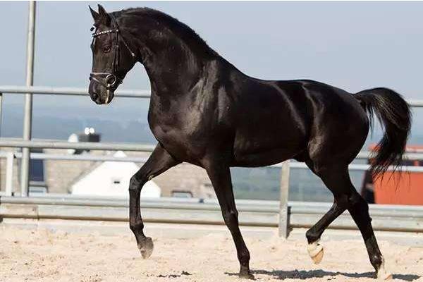 漢諾威馬市場價格多少錢一匹 漢諾威馬的特點