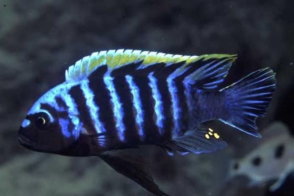 馬鯛魚壽命有多長 馬鯛魚能長多大