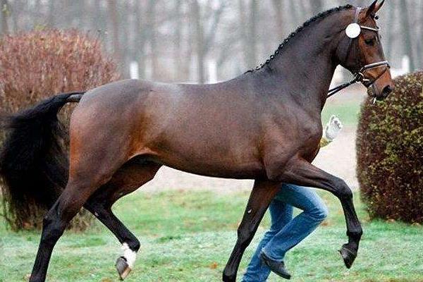 漢諾威馬市場價格多少錢一匹 漢諾威馬的特點