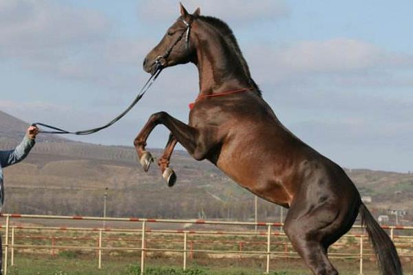 漢諾威馬市場價格多少錢一匹 漢諾威馬的特點