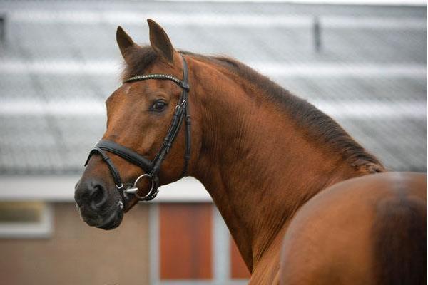 漢諾威馬市場價格多少錢一匹 漢諾威馬的特點