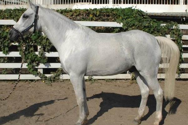 漢諾威馬市場價格多少錢一匹 漢諾威馬的特點