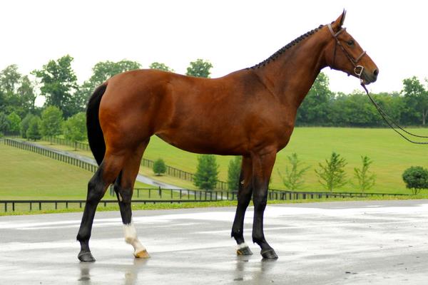 漢諾威馬市場價格多少錢一匹 漢諾威馬的特點