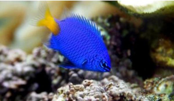 馬鯛魚壽命有多長 馬鯛魚能長多大