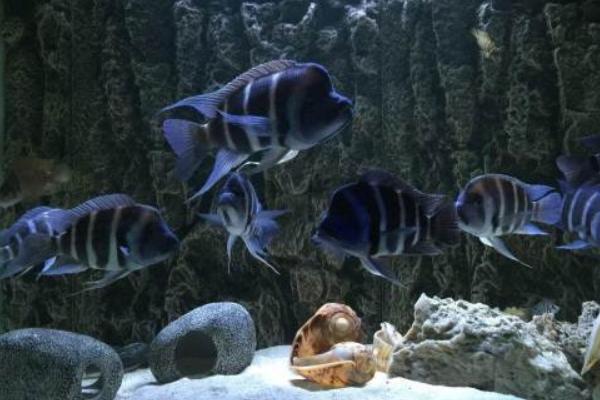 馬鯛魚壽命有多長 馬鯛魚能長多大