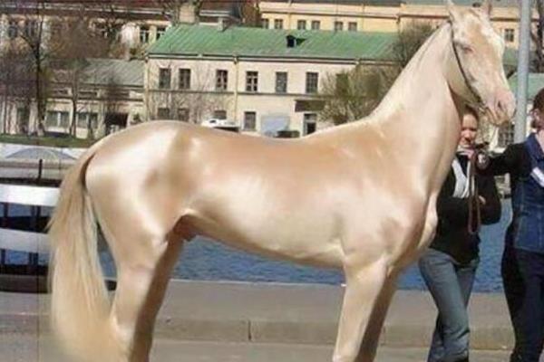 汗血寶馬市場價格多少錢一匹 汗血寶馬是哪個國家的