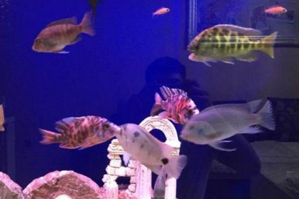 馬鯛魚壽命有多長 馬鯛魚能長多大