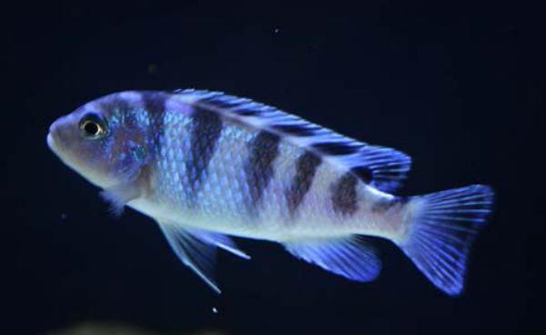 馬鯛魚壽命有多長 馬鯛魚能長多大